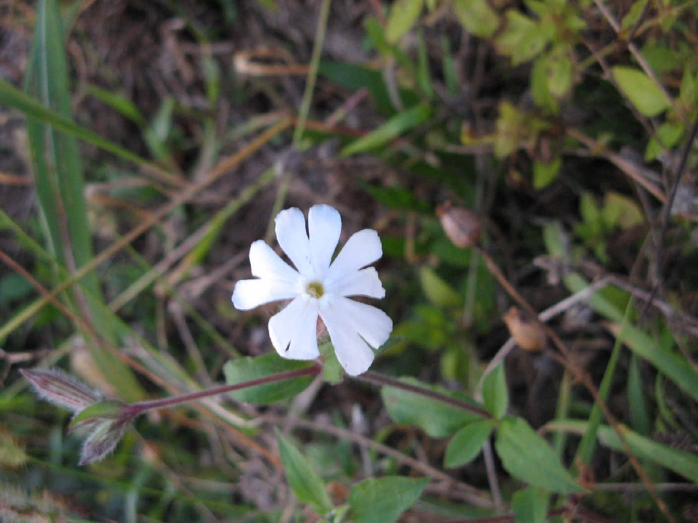 Silene latifolia (=Silene alba) / Silene bianca
